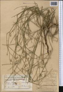 Chondrilla leiosperma Kar. & Kir., Middle Asia, Northern & Central Tian Shan (M4) (Kazakhstan)