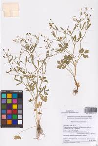 Ranunculus sceleratus L., Eastern Europe, Central forest-and-steppe region (E6) (Russia)