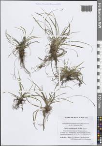 Carex ornithopoda Willd., Eastern Europe, North-Western region (E2) (Russia)