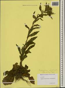 Erigeron annuus (L.) Pers., Caucasus, North Ossetia, Ingushetia & Chechnya (K1c) (Russia)