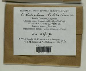 Lewinskya vladikavkana (Venturi) F. Lara, Garilleti & Goffinet, Bryophytes, Bryophytes - North Caucasus & Ciscaucasia (B12) (Russia)