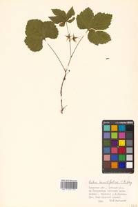 Rubus humulifolius C. A. Mey., Siberia, Russian Far East (S6) (Russia)