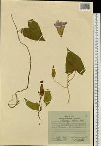 Calystegia sepium subsp. americana (Sims) Brummitt, Siberia, Russian Far East (S6) (Russia)