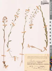 Camelina microcarpa subsp. pilosa (DC.) Jáv., Eastern Europe, Lower Volga region (E9) (Russia)