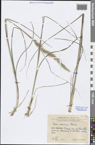 Achnatherum inebrians (Hance) Keng, South Asia, South Asia (Asia outside ex-Soviet states and Mongolia) (ASIA) (China)
