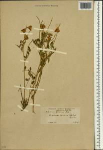 Hedysarum syriacum Boiss., South Asia, South Asia (Asia outside ex-Soviet states and Mongolia) (ASIA) (Turkey)