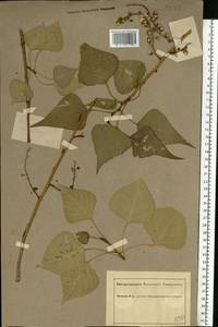 Populus nigra L., Eastern Europe, South Ukrainian region (E12) (Ukraine)