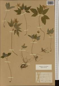 Anemone trifolia L., Western Europe (EUR) (Austria)