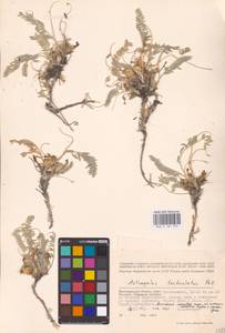 Astragalus testiculatus Pall., Eastern Europe, Lower Volga region (E9) (Russia)