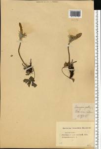 Pulsatilla patens (L.) Mill., Eastern Europe, Central forest-and-steppe region (E6) (Russia)