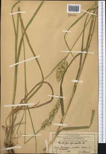 Dactylis glomerata L., Middle Asia, Western Tian Shan & Karatau (M3) (Kazakhstan)