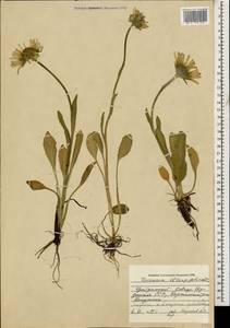 Doronicum oblongifolium A. DC., Caucasus, Georgia (K4) (Georgia)