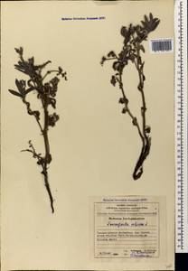 Heliotropium sibiricum (L.) J.I.M.Melo, Caucasus, Azerbaijan (K6) (Azerbaijan)