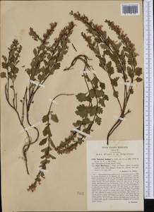 Teucrium lucidum L., Western Europe (EUR) (Italy)