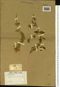 Scutellaria orientalis L., Eastern Europe, Rostov Oblast (E12a) (Russia)