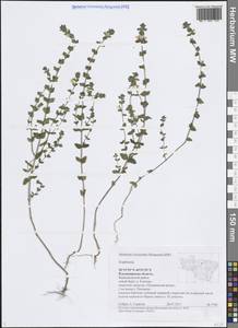 Euphrasia, Eastern Europe, Central region (E4) (Russia)