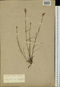 Dianthus borbasii Vandas, Eastern Europe (no precise locality) (E0) (Not classified)