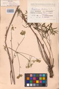 Silaum silaus (L.) Schinz & Thell., Eastern Europe, Central forest-and-steppe region (E6) (Russia)