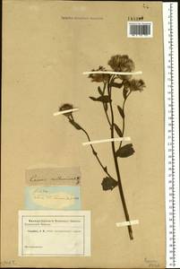 Cirsium arvense (L.) Scop., Siberia, Western Siberia (S1) (Russia)