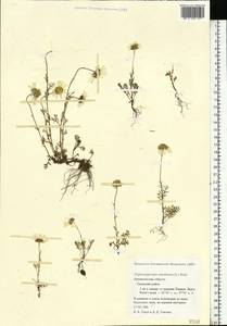 Tripleurospermum maritimum (L.) Koch, Eastern Europe, Northern region (E1) (Russia)