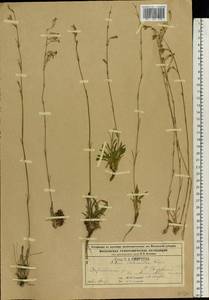 Silene chlorantha (Willd.) Ehrh., Eastern Europe, Moscow region (E4a) (Russia)