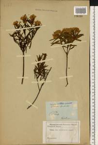 Rhododendron tomentosum (Stokes) Harmaja, Eastern Europe, North-Western region (E2) (Russia)