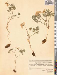 Corydalis magadanica A.P.Khokhr., Siberia, Chukotka & Kamchatka (S7) (Russia)