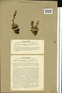 Artemisia borealis Pall., Eastern Europe, Northern region (E1) (Russia)