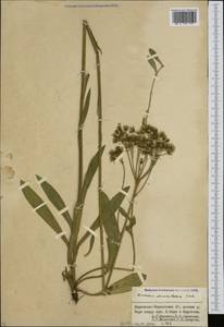 Pilosella verruculata subsp. verruculata, Caucasus, Stavropol Krai, Karachay-Cherkessia & Kabardino-Balkaria (K1b) (Russia)