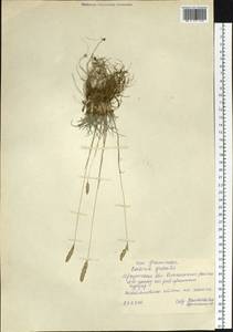 Koeleria pyramidata (Lam.) P.Beauv., Siberia, Baikal & Transbaikal region (S4) (Russia)