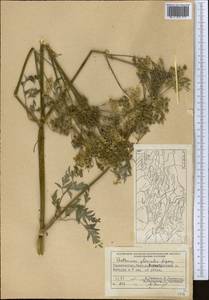 Anthriscus glacialis Lipsky, Middle Asia, Pamir & Pamiro-Alai (M2) (Tajikistan)