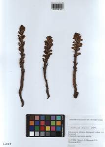 Orobanche cumana Wallr., Siberia, Altai & Sayany Mountains (S2) (Russia)