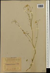 Camelina laxa C. A. Mey., Caucasus, Azerbaijan (K6) (Azerbaijan)