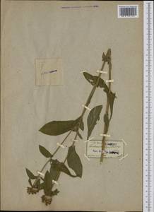 Centaurea jacea subsp. gaudinii (Boiss. & Reut.) Gremli, Botanic gardens and arboreta (GARD) (Not classified)