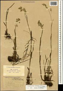 Paracolpodium colchicum (Albov) Tzvelev, Caucasus, Krasnodar Krai & Adygea (K1a) (Russia)