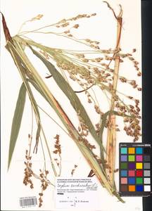 Sorghum bicolor (L.) Moench, Eastern Europe, Moscow region (E4a) (Russia)