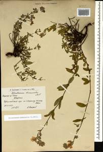 Helianthemum nummularium (L.) Mill., Caucasus, Armenia (K5) (Armenia)