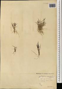 Cleistogenes squarrosa (Trin.) Keng, Mongolia (MONG) (Mongolia)