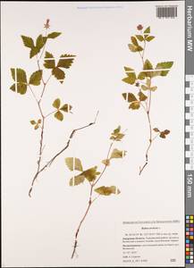 Rubus arcticus L., Siberia, Russian Far East (S6) (Russia)