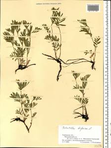 Sibbaldianthe bifurca (L.) Kurtto & T. Erikss., Eastern Europe, Central forest-and-steppe region (E6) (Russia)