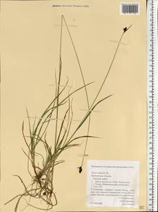 Carex norvegica Retz. , nom. cons., Eastern Europe, Northern region (E1) (Russia)