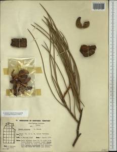 Hakea lorea, Australia & Oceania (AUSTR) (Australia)