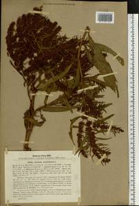 Rumex maritimus L., Eastern Europe, North Ukrainian region (E11) (Ukraine)