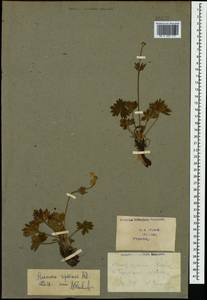 Anemonastrum narcissiflorum subsp. chrysanthum (Ulbr.) Raus, Caucasus, Georgia (K4) (Georgia)