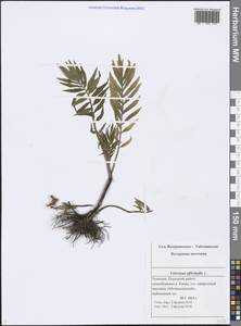 Valeriana officinalis L., Eastern Europe, Middle Volga region (E8) (Russia)