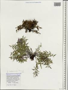 Jurinea moschus subsp. pinnatisecta (Boiss.) Greuter, Caucasus, Stavropol Krai, Karachay-Cherkessia & Kabardino-Balkaria (K1b) (Russia)