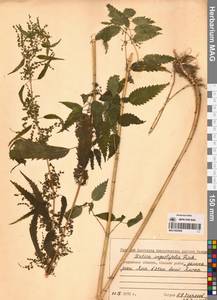 Urtica dioica var. holosericea Fr., Siberia, Chukotka & Kamchatka (S7) (Russia)