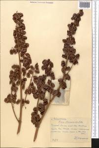 Rheum maximowiczii Losinsk., Middle Asia, Western Tian Shan & Karatau (M3) (Kazakhstan)