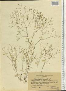 Psammophiliella muralis (L.) lkonn., Eastern Europe, Eastern region (E10) (Russia)