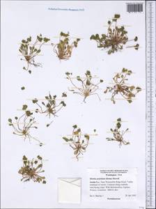 Claytonia perfoliata Donn., America (AMER) (United States)